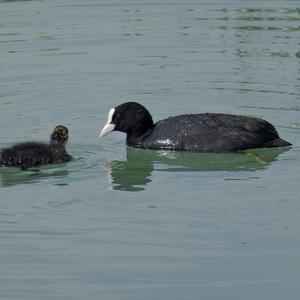 Common Coot