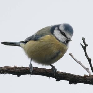 Blue Tit