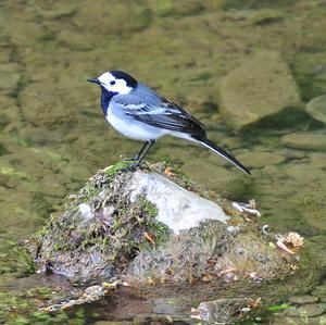 White Wagtail