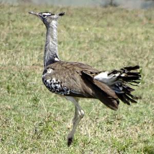 Kori Bustard