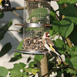 European Goldfinch