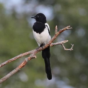 Black-billed Magpie