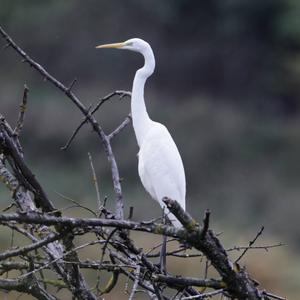 Great Egret