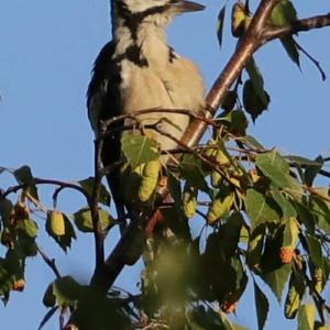 Great Spotted Woodpecker