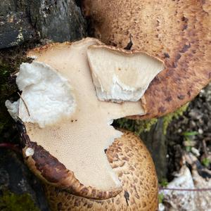 Dryad`s Saddle