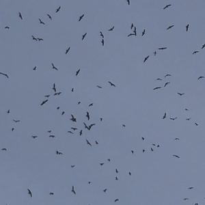 Lesser Black-backed Gull