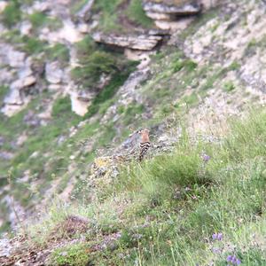 Eurasian Hoopoe