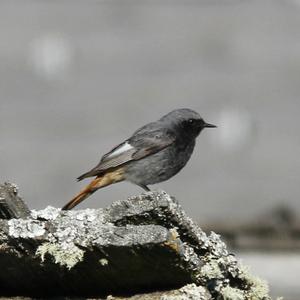 Black Redstart