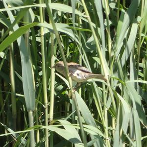 Eurasian Reed-warbler