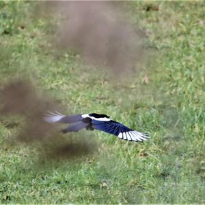 Black-billed Magpie