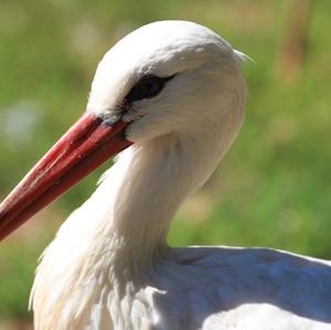 White Stork