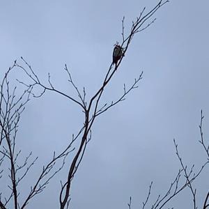 Lesser Spotted Woodpecker