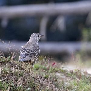 Mistle Thrush