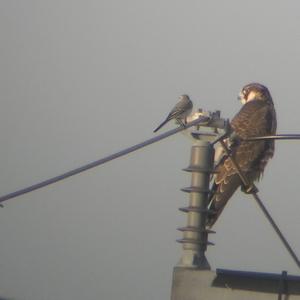 Peregrine Falcon