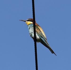 European Bee-eater