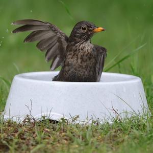 Eurasian Blackbird