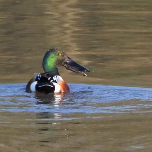 Northern Shoveler