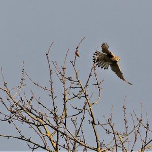 Common Kestrel