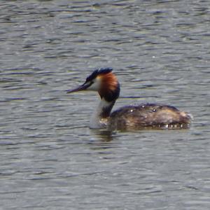 Great Crested Grebe