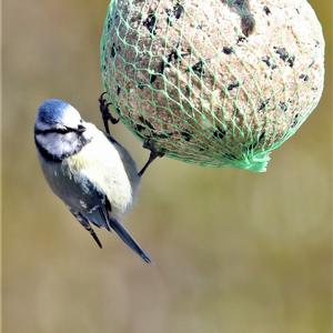 Blue Tit