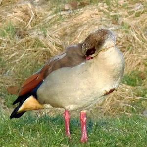 Nilgans