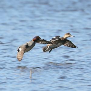 Common Teal