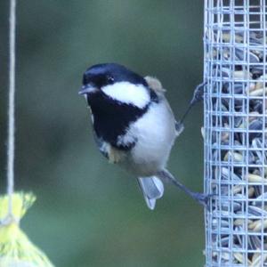 Coal Tit