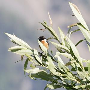 European stonechat