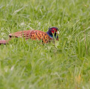 Common Pheasant