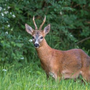 European Roe Deer