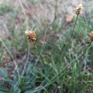 Ribwort Plantain