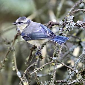 Blue Tit