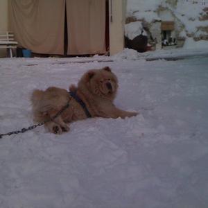 Unknown Breed