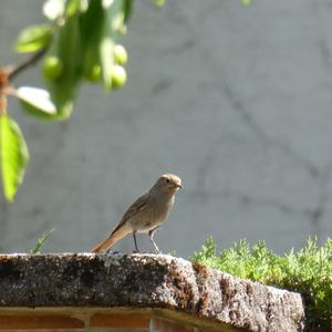 Black Redstart