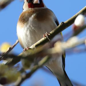 European Goldfinch