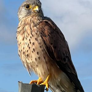 Common Kestrel