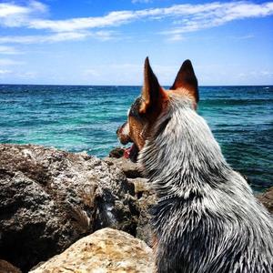 Australian Cattle Dog