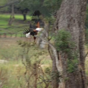 African Fish-eagle