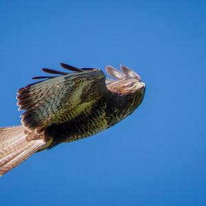 Common Buzzard