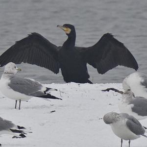 Great Cormorant