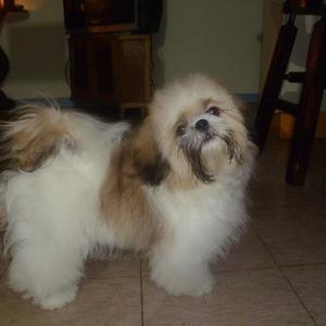 Shih Tzu