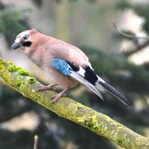 Eurasian Jay