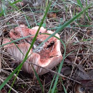 Geflecktblättriger Purpurschneckling