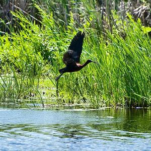 Glossy Ibis