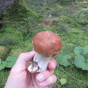 Summer Bolete