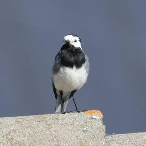 White Wagtail