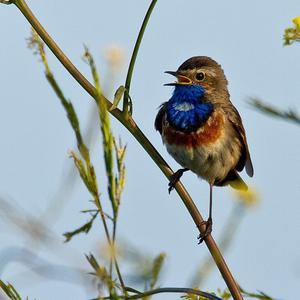 Blaukehlchen