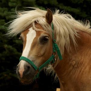 Haflinger