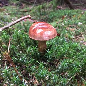 Bay Bolete