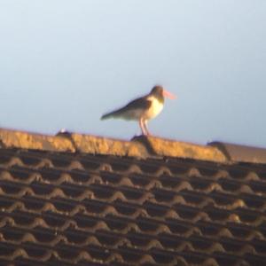 Eurasian Oystercatcher